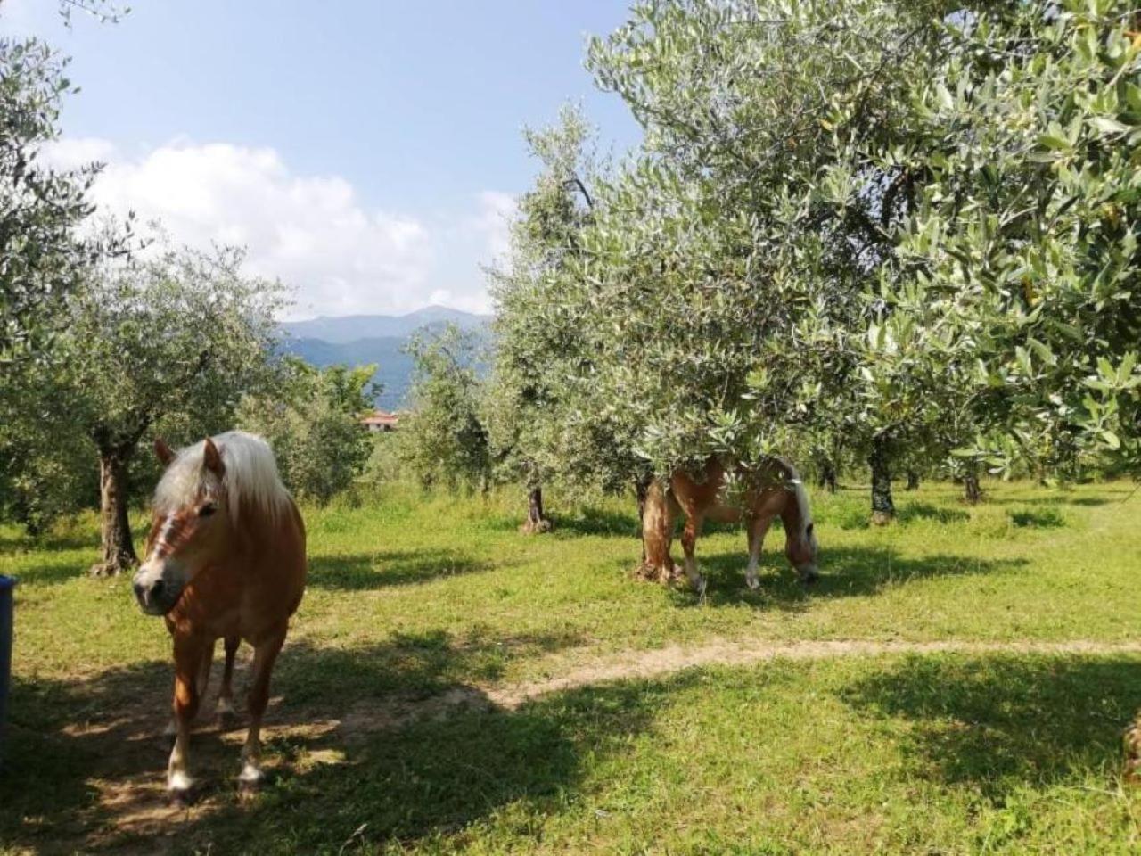 Dolce Lago B&B Сан-Феличе-дель-Бенако Экстерьер фото